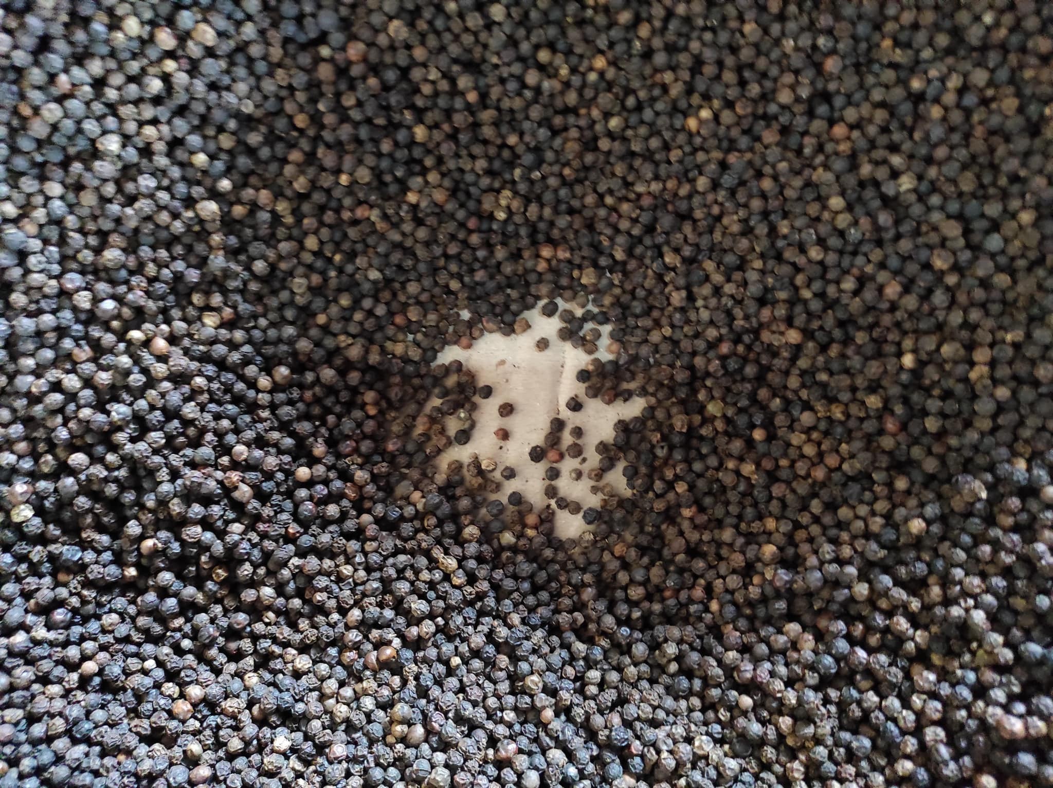 CLEANED BLACK PEPPER 500 G/L