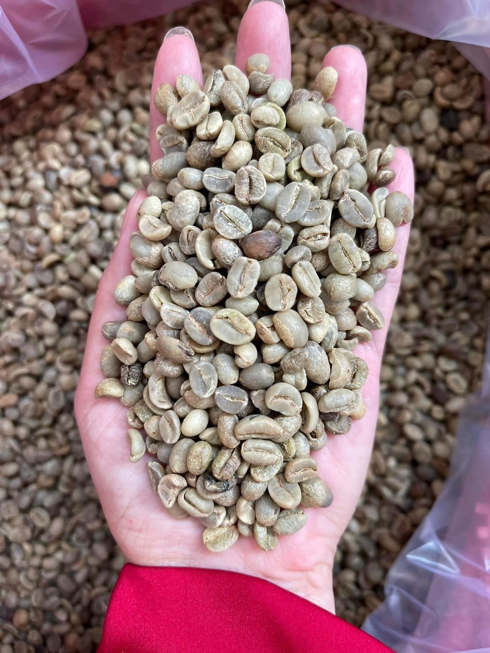 ROBUSTA GRADE 1 S18 STANDARD