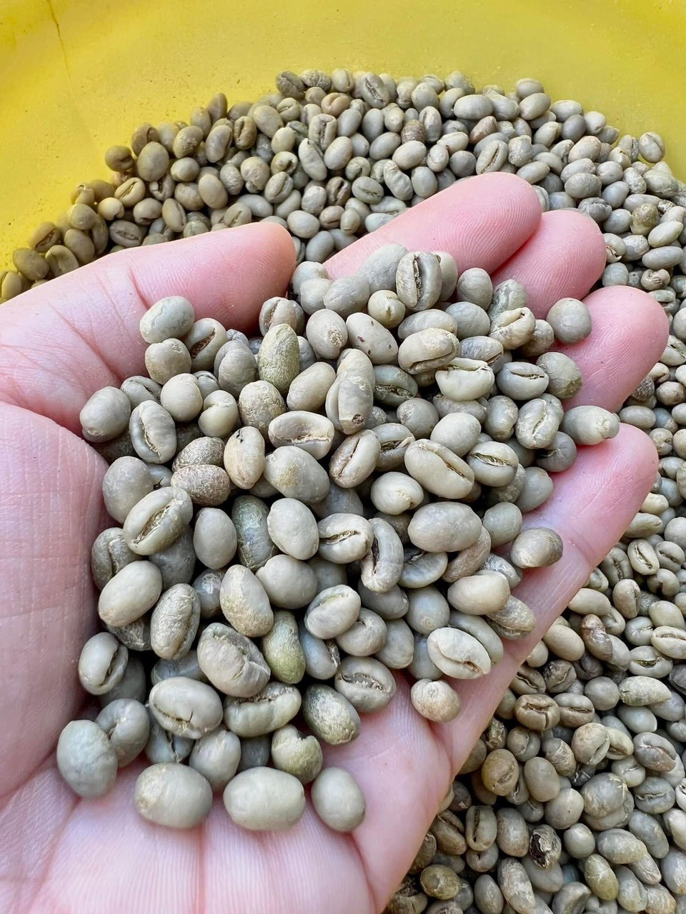 ROBUSTA GRADE 1 S18 STANDARD