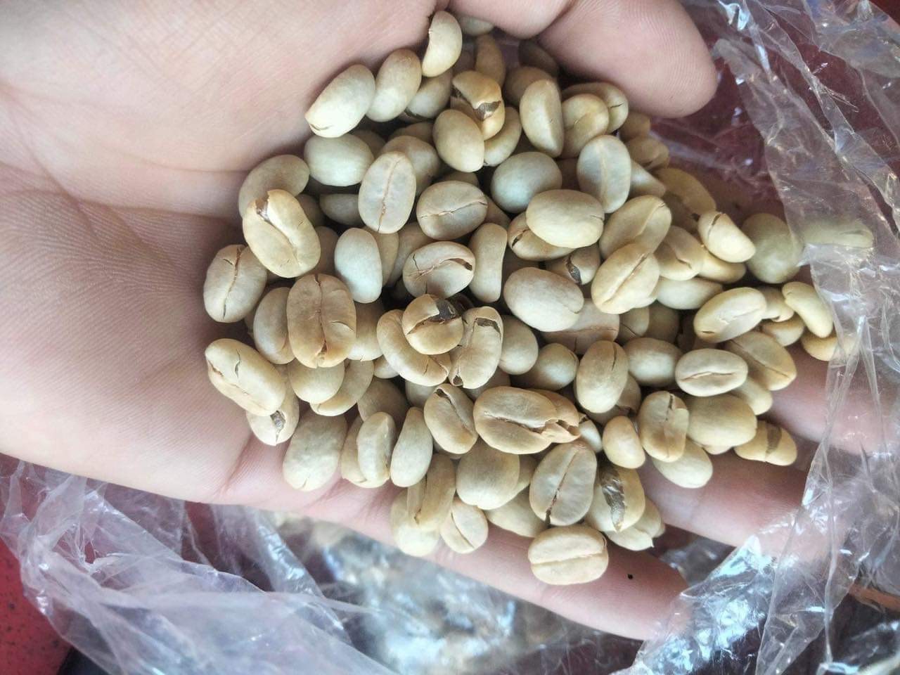 ROBUSTA GRADE 1 S16 STANDARD