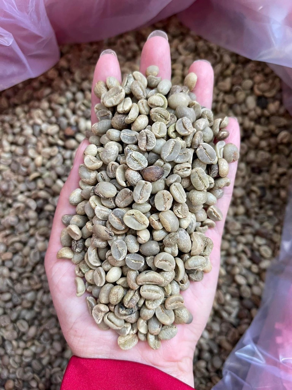 ROBUSTA GRADE 1 S13 STANDARD