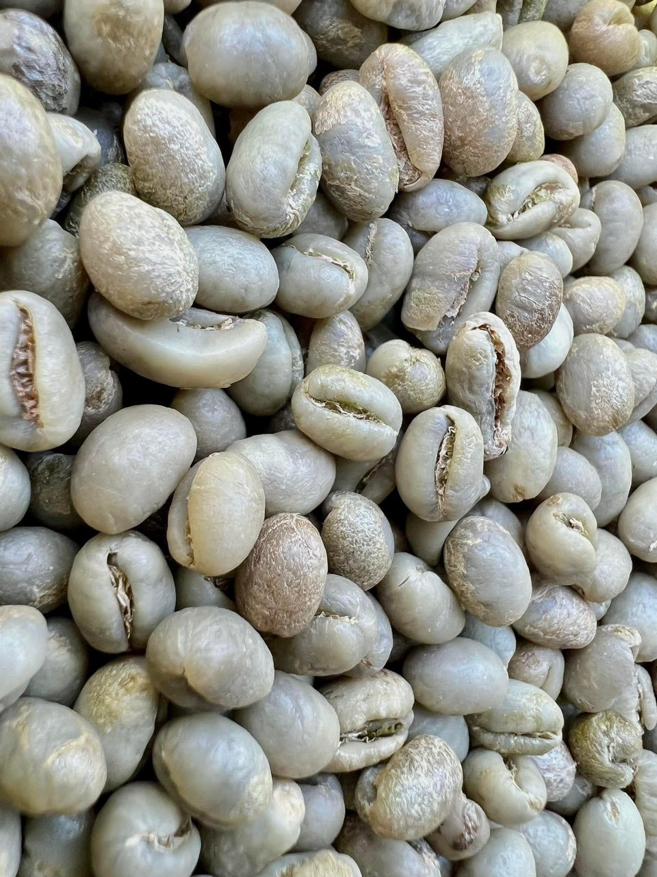 ROBUSTA GRADE 1 S13 STANDARD