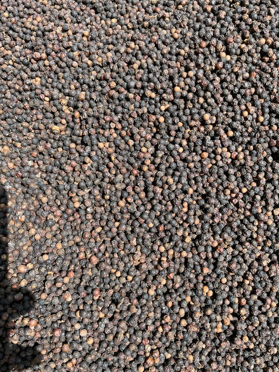 BLACK PEPPER 550 G/L FAQ