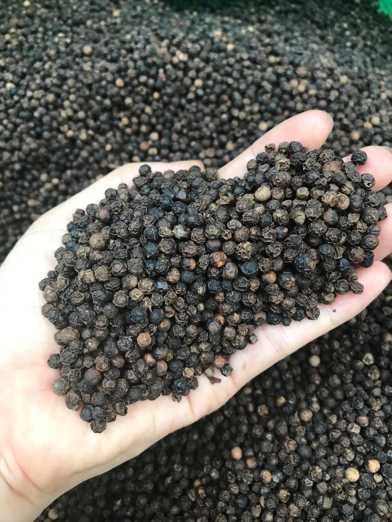 BLACK PEPPER 550 G/L FAQ